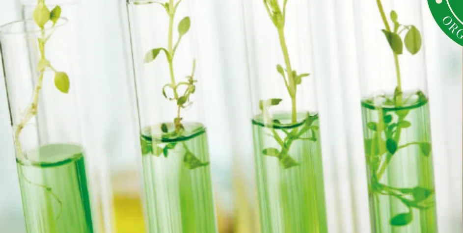 Provette con piante in un laboratorio di ricerca